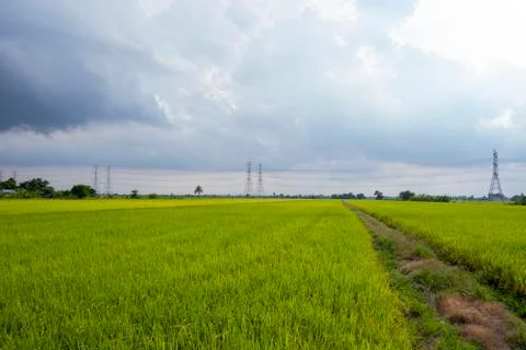 Rice field Stock Photos