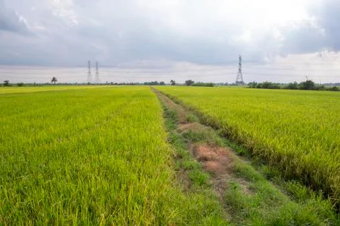 Rice field Stock Photos