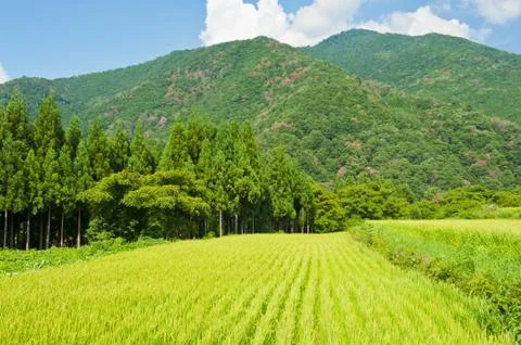 Rice field Foto stock