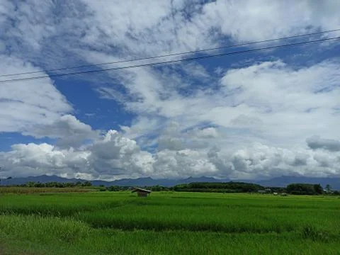 Rice in the field Stock Photos
