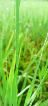 Rice in the field Stock Photos