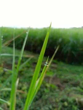 Rice in the field Stock Photos