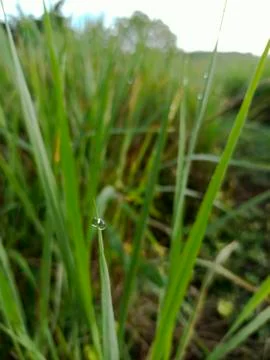 Rice in the field Stock Photos