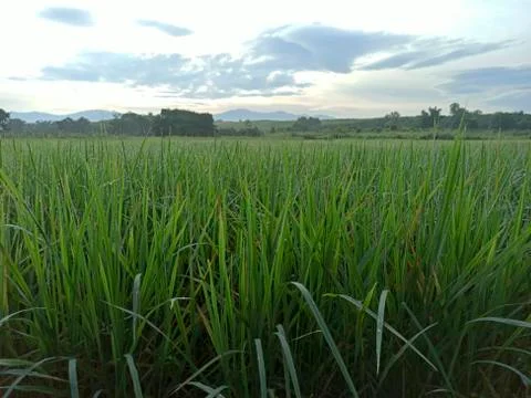 Rice in the field Stock Photos