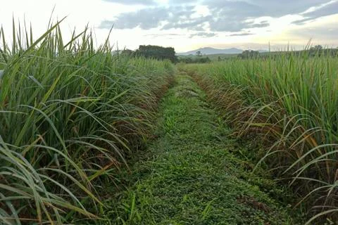 Rice in the field Stock Photos