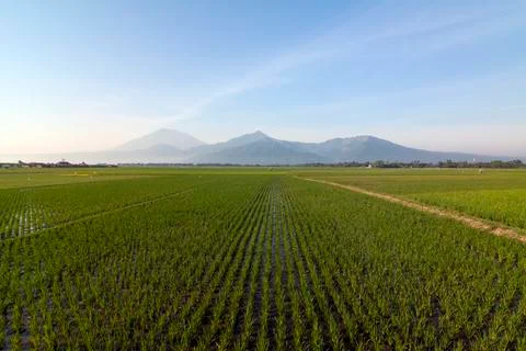 RICE FIELD Stock Photos