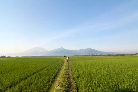 RICE FIELD Stock Photos
