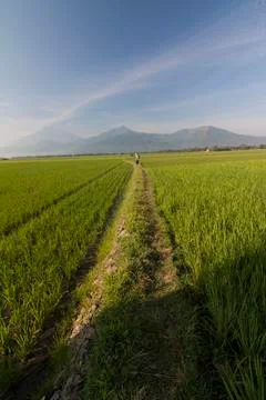 RICE FIELD Stock Photos