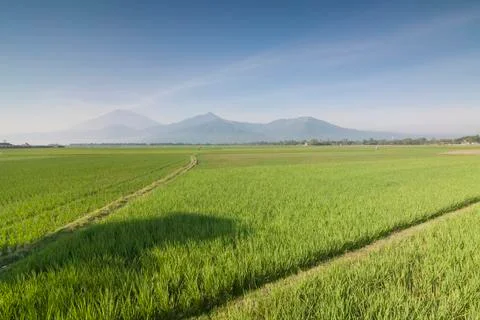RICE FIELD Stock Photos