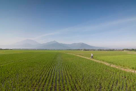 RICE FIELD Stock Photos