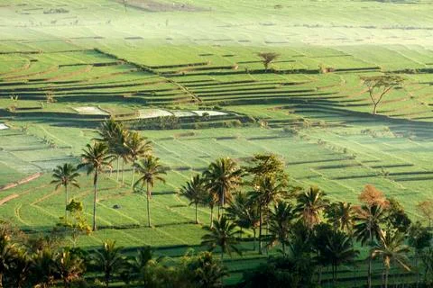 RICE FIELD Stock Photos