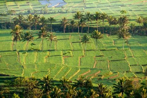 RICE FIELD Stock Photos