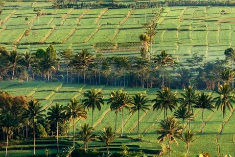 RICE FIELD Stock Photos