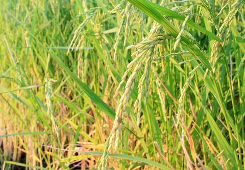 Rice field Stock Photos