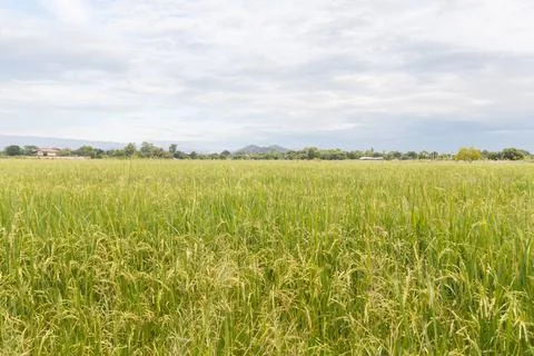 Rice field Stock Photos