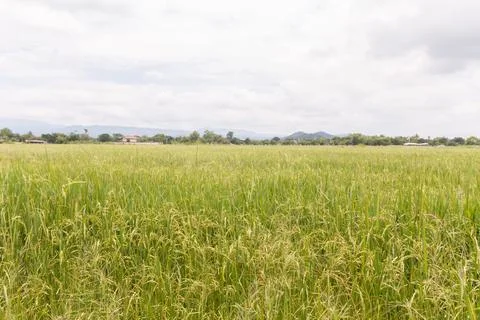 Rice field Stock Photos