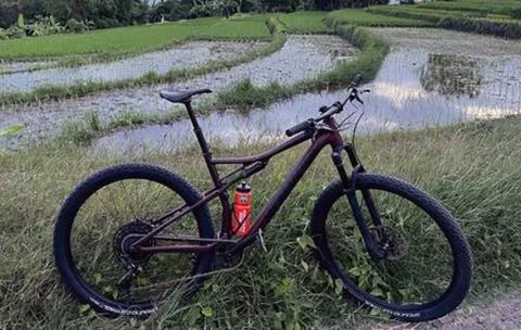 Rice field Stock Photos