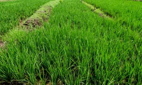 Rice field Stock Photos