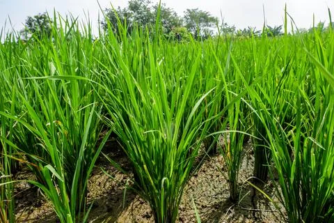 Rice field Stock Photos