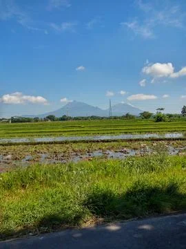 Rice field Stock Photos