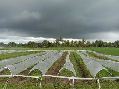 Rice field Stock Photos