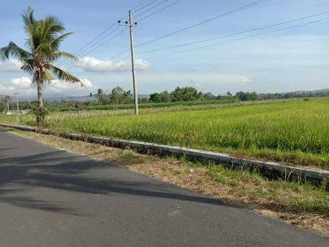 Rice field Stock Photos