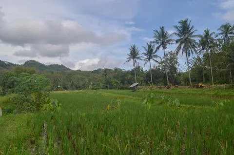 Rice of field Stock-Fotos
