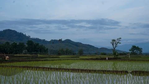 Rice field Stock Photos