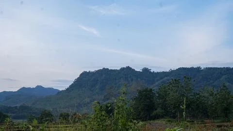 Rice field Stock Photos