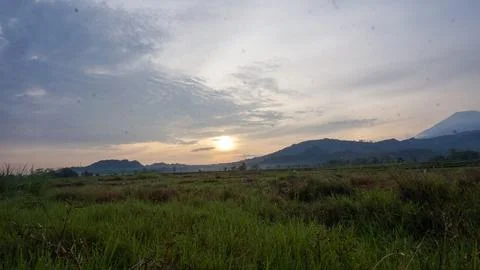 Rice field Stock Photos
