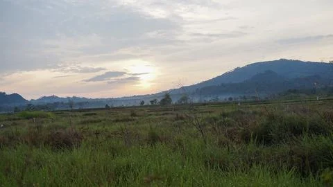 Rice field Stock Photos