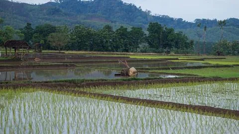 Rice field Stock Photos