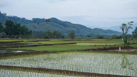 Rice field Stock Photos