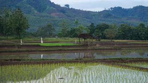 Rice field Stock Photos