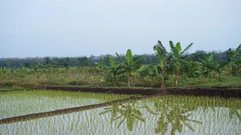 Rice field Stock Photos