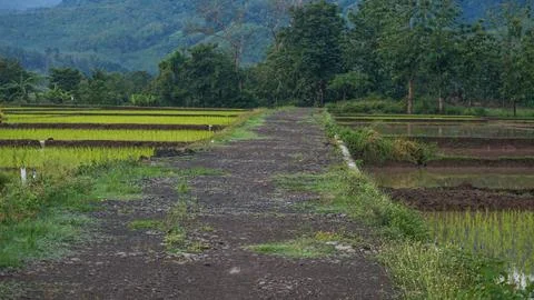 Rice field Stock Photos