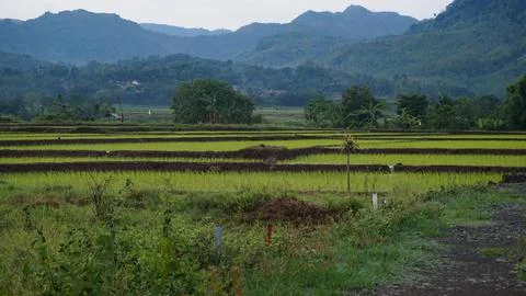 Rice field Stock Photos