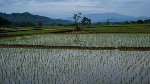 Rice field Stock Photos