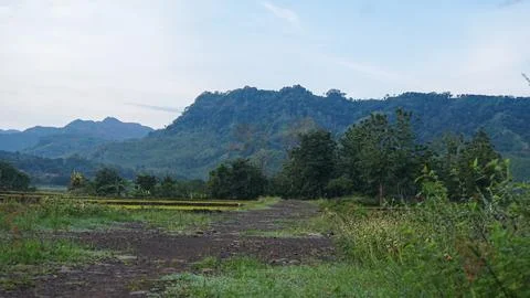 Rice field Stock Photos