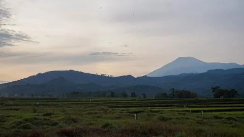 Rice field Stock Photos