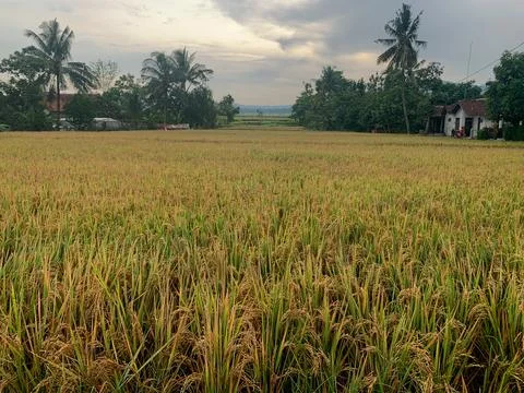 Rice field Stock Photos