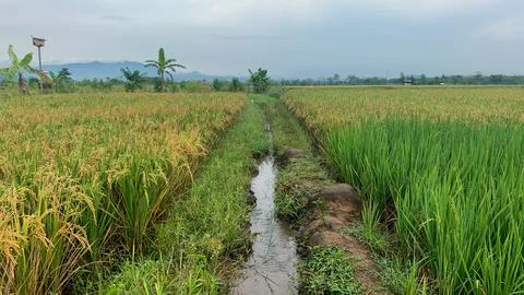 Rice field Stock Photos
