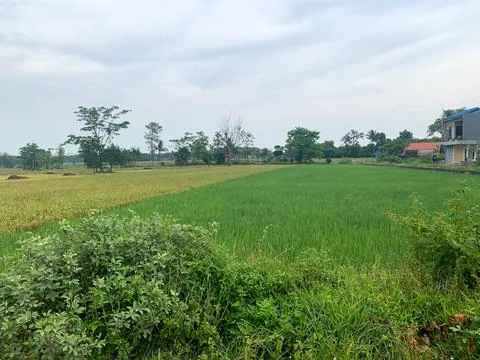 Rice field Stock Photos