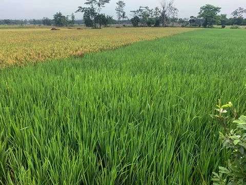 Rice field Stock Photos