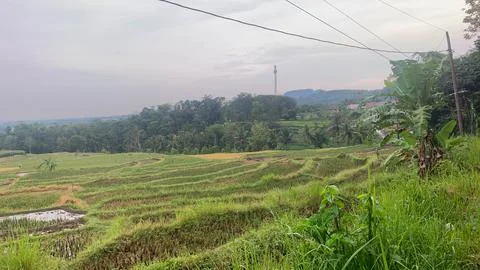 Rice field Stock Photos