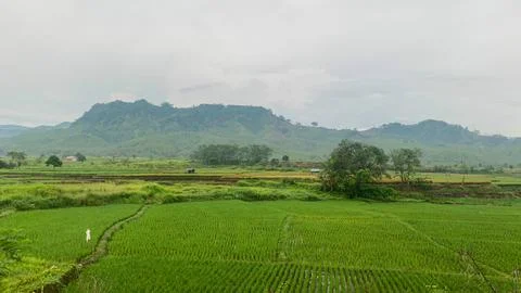 Rice field Stock Photos