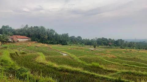 Rice field Stock Photos