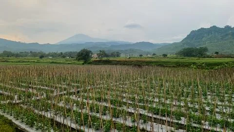 Rice field Stock Photos