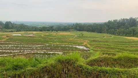 Rice field Stock Photos