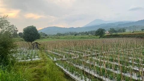 Rice Field Stock Photos